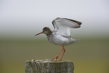 Redshank (Tringa totanus) perched on a post, Buren, Ameland, The Netherlands, Europe