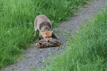 Red fox (Vulpes vulpes) with a captured fawn, Allgaeu, Bavaria, Germany, Europe © Dieter Hopf/imageBROKER