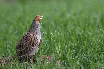 Partridge (Perdix perdix), male calling, Lower Austria, Austria, Europe