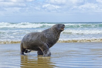 New Zealand sea lion, also Hooker's sea lion or whakahao (Phocarctos hookeri), bull coming out of sea, Cannibal Beach, New Haven, The Catlins, South Island, New Zealand, Oceania