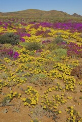 Fototapeta premium Flowers after heavy rainfall in the Succulent Karoo, Namaqualand, near Aus, Namibia, Africa