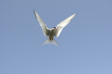 Arctic tern (Sterna paradisaea) flying, blue sky, Norway, Europe