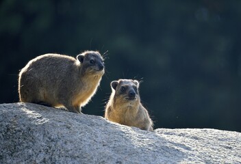Cape hyrax (Procavia capensis), young and old animal sit on rocks against light, captive