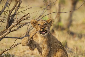 Lion (Panthera leo), playful cub, biting a twig, Savuti, Chobe National Park, Botswana, Africa