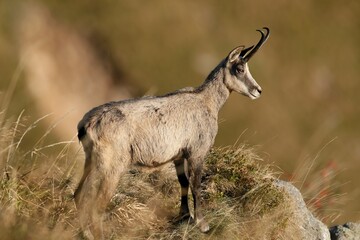 Chamois (Rupicapra rupicapra), standing in a meadow, Vosges, France, Europe