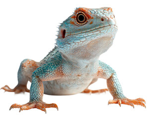 Obraz premium Blue and orange lizard is staring at the camera