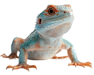 Blue and orange lizard is staring at the camera