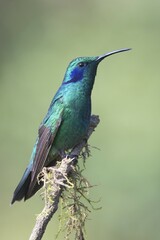 Green violetear (Colibri coruscans) sitting on branch, Los Quetzales National Park, Costa Rica, Central America