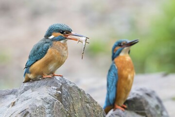Kingfishers (Alcedo atthis), mate-feeding, Hesse, Germany, Europe