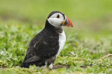 Puffin (Fratercula arctica), Farne Islands, Northumberland, England, United Kingdom, Europe