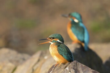 Female Kingfisher (Alcedo atthis) on stone, morning light, in the background the male, Hesse, Germany, Europe