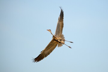 Grey Heron (Ardea cinerea), in flight, North Rhine-Westphalia, Germany, Europe