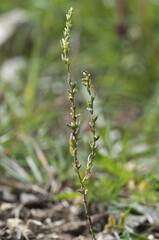 Spurge Flax (Thymelaea passerina), Baden-Württemberg, Germany, Europe