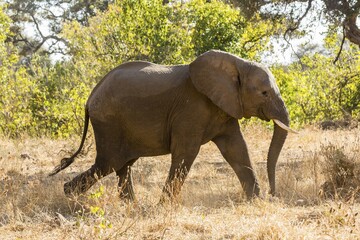 Fototapeta premium African Elephant (Loxodonta africana), scrubland, Mashatu Game Reserve, Tuli Block, Botswana, Africa
