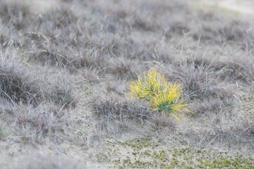 Pine sapling in autumn, Hoge Veluwe, Netherlands, Europe