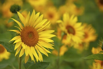 Sunflowers (Helianthus annuus)