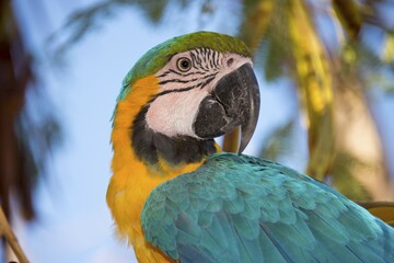 Blue-and-yellow Macaw (Ara ararauna), captive