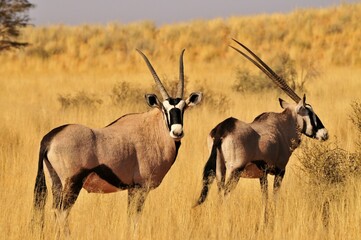 Oryx or Gemsbok (Oryx gazella) in the high grass of the Kgalagadi Transfrontier Park, Kalahari, South Africa, Africa