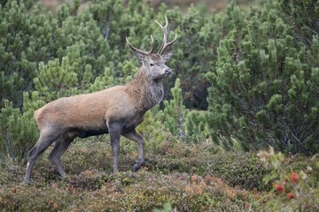 Red deer (Cervus elaphus), rutting season, Stubai Valley, Tyrol, Austria, Europe