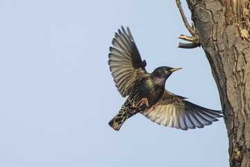 European Starling (Sturnus vulgaris) approaching the nesting cave in the tree, Germany, Europe
