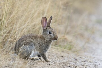 European rabbit (Oryctolagus cuniculus), young animal sits at the wayside, Emsland, Lower Saxony, Germany, Europe