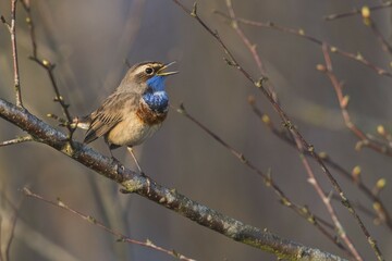 Bluethroat (Luscinia svecica), singing on a branch in spring, Emsland, Lower Saxony, Germany, Europe