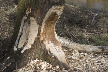 Feeding marks of European beaver (Castor Fiber) on the trunk of an oak (Quercus robur), Emsland, Lower Saxony, Germany, Europe