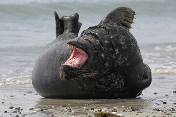 Grey seal (Halichoerus grypus) yawning, Heligoland, Schleswig-Holstein, Germany, Europe © Richard Dorn/imageBROKER