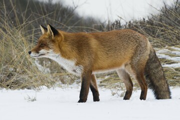 Red fox (Vulpes vulpes) in the snow, North Holland, Netherlands