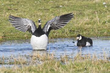 Barnacle geese (Branta leucopsis) bathing in puddle on meadow, East Frisia, Germany, Europe