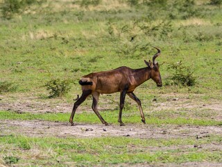 Hartebeest or kongoni (Alcelaphus buselaphus), Okaukuejo, Etosha National Park, Namibia, Africa
