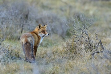 Red fox (Vulpes vulpes) stands attentively between bushes, Waterleidingduinen, North Holland, Netherlands