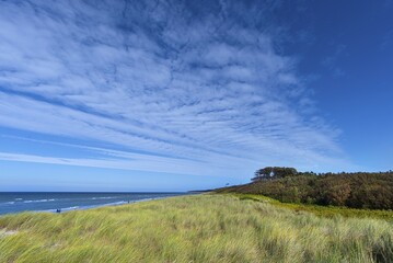 Fototapeta premium Marram Grass at Weststrand, Ahrenshoop, Darß, Mecklenburg-Western Pomerania, Germany, Europe