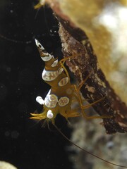 Squat shrimp (Thor amboinensis), sexy shrimp, dive site house reef, Mangrove Bay, El Quesir, Red Sea, Egypt, Africa