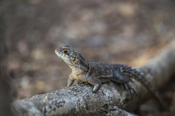 Collared iguanid lizard (Oplurus cuvieri), Kirindy, Madagascar, Africa