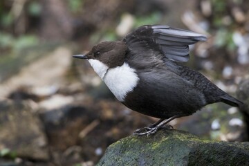 White-throated Dipper (Cinclus cinclus) sits on stone and flaps its wings, Emsland, Lower Saxony, Germany, Europe