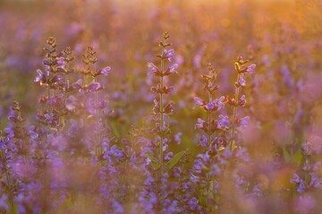 Field with flowering sage (salvia officinalis), cultivation, Freital, Saxony, Germany, Europe