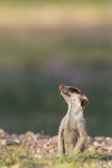 Suricate (Suricata suricatta), guard on the lookout at burrow, rainy season with green surroundings, Kalahari Desert, Kgalagadi Transfrontier Park, South Africa, Africa