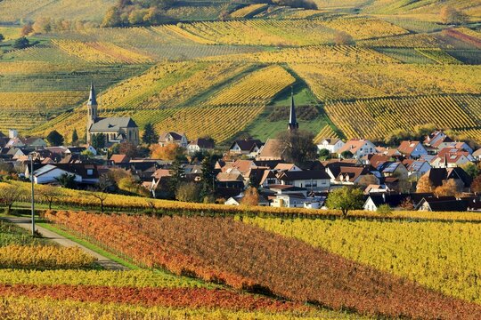 Vineyards in autumn, Birkweiler, S&uuml;dliche Weinstra&szlig;e, Palatinate Forest, Rhineland-Palatinate, Germany, Europe