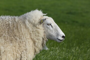Sheep (Ovis orientalis aries), portrait, Elbdeich, Wedel Marsh, Schleswig-Holstein, Germany, Europe