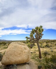 Joshua Tree (Yucca brevifolia), Desert Landscape, Arch Rock Nature Trail, White Tank Campground,...