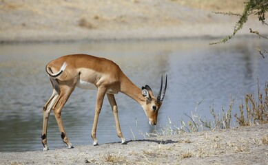 Impala (Aepyceros melampus), male by river, Tarangire National Park, Tanzania, Africa