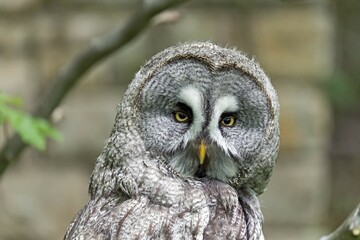 Great grey owl, (Strix nebulosa) portrait, captive, Germany, Europe
