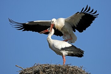 Two White storks (Ciconia ciconia) copulate on their nest, Germany, Europe
