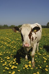 Cow on meadow with dandelions, North Rhine-Westphalia, Germany, Europe