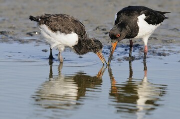 Oystercatchers (Haematopus ostralegus), adult and young bird foraging for food, Texel, West Frisian...