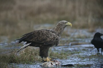 White-tailed Eagle or Sea Eagle (Haliaeetus albicilla) perched on a fish in shallow water