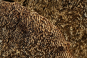 Bracket fungus or tree fungus, underside, Lueerwald Forest, Sauerland, North Rhine-Westphalia, Germany, Europe