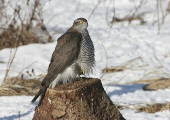 Goshawk (Accipiter gentilis) in winter, perched on one foot