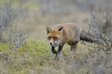 Red fox (Vulpes vulpes), creeping gently in light snowfall, Waterleidingduinen, North Holland, Netherlands